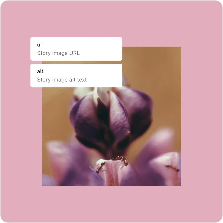 WordPress 6.7 “Rollins”发布